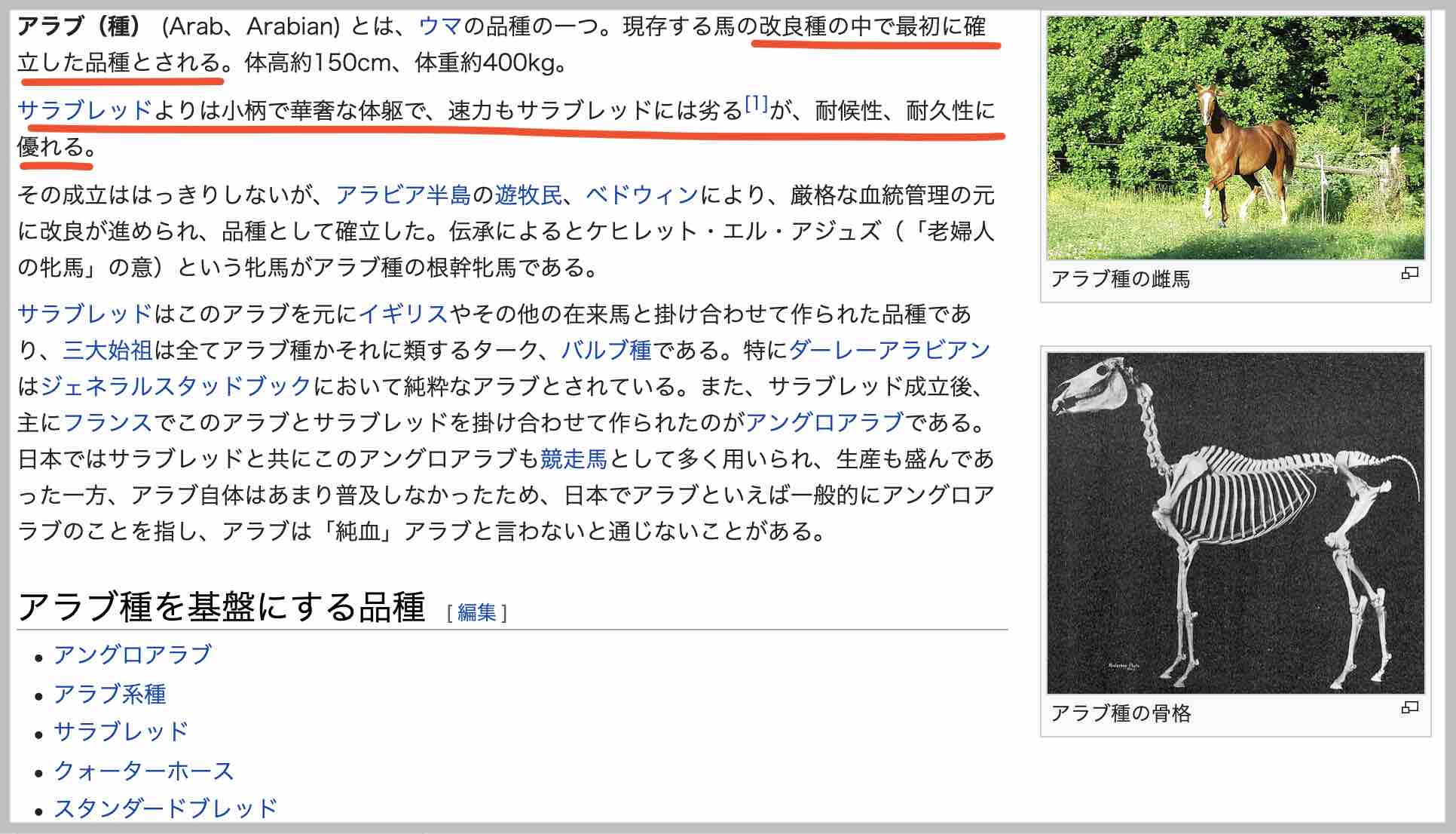 馬の品種、アラブ種とは