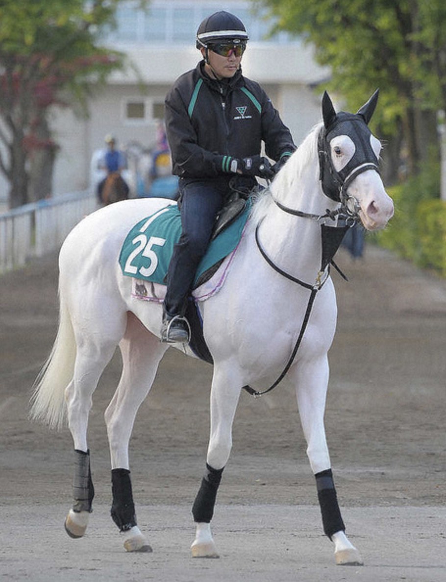 白毛馬ソダシの写真画像