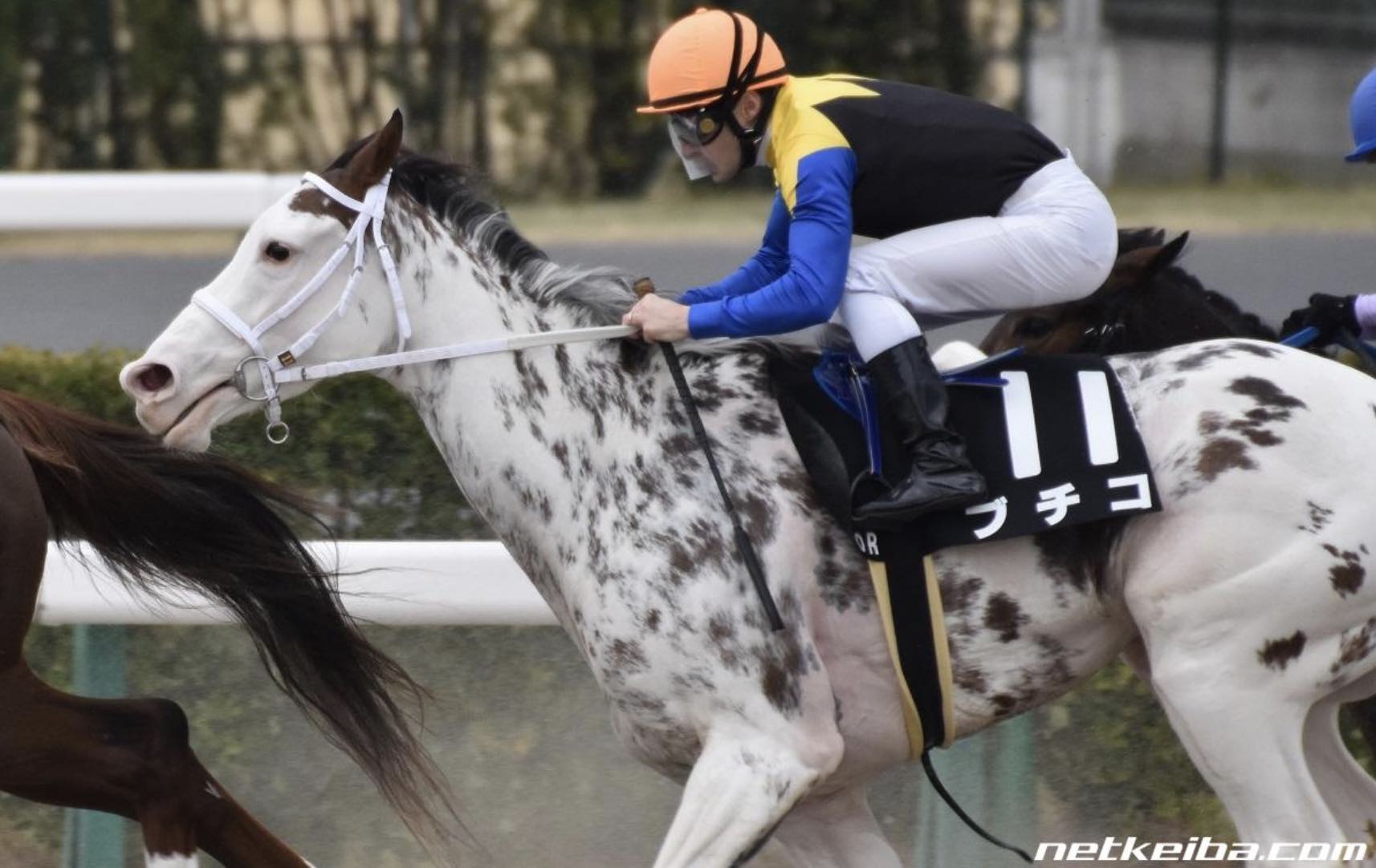 ソダシの母ブチコの写真画像