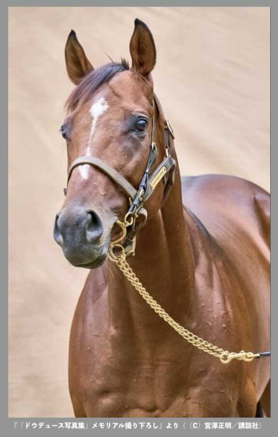 競馬コラム「ラストランで古馬三冠を狙うドウデュース」の画像