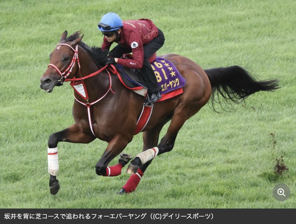 競馬の楽しみ方~注目馬編